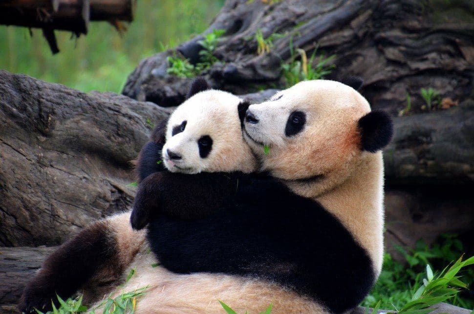 Pandas hugging